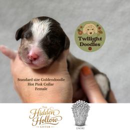 Enoki - Hot Pink Collar - Merle female Goldendoodle puppy in Garland, Texas from Twilight Doodles