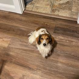 Jolene - Dachshund