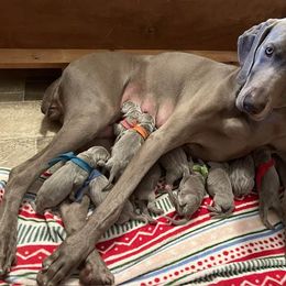 Weimaraner Puppies from Moonstone Weimaraners