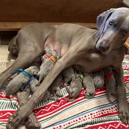 Weimaraner Puppies from Moonstone Weimaraners