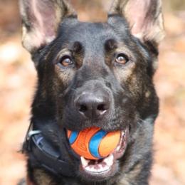German Shepherds from Czech Haven GSD Kennel