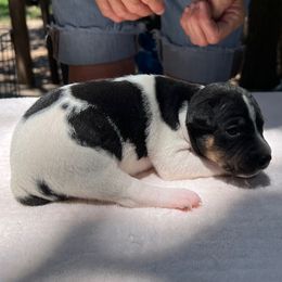 Mose - White black and tan male Rat Terrier puppy in Gonzales, Texas from Sunshine Deckers