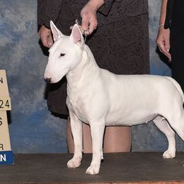 Dolly - Miniature Bull Terrier