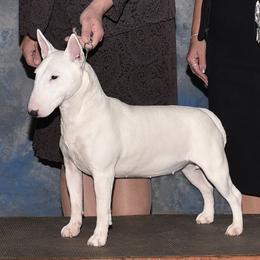 Dolly - Miniature Bull Terrier