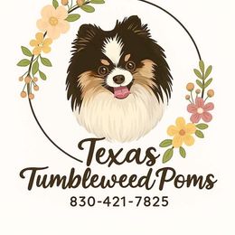 Girl 1 - Tri-colored female Pomeranian puppy in Eagle Pass, Texas from Texas Tumbleweed Poms