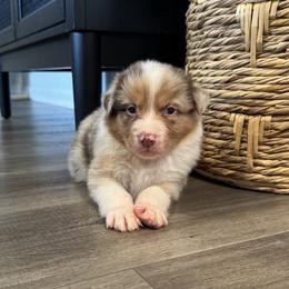 Boy 3 - male Australian Shepherd puppy in Ludowici, Georgia from Raven Creek Farms