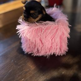 Doll face  teddy bears - Tan and white female Yorkshire Terrier puppy in Riverside, California from Playful Puppies