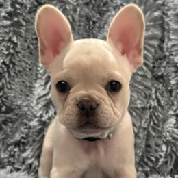 Sister - White female Bulldog puppy in Clever, Missouri from Crystals Bulldog Bungalow