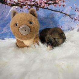 Purple Collar - Black sesame male Shikoku puppy in Pennsylvania from Aoiyama Sou Shikoku Kennel