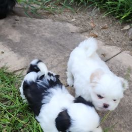 Shih Tzu Puppies from Keepin' it X-tra Shih-Tzu