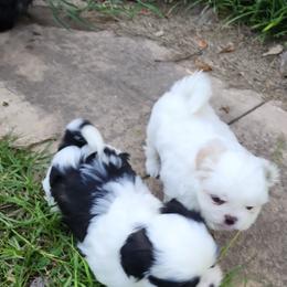 Shih Tzu Puppies from Keepin' it X-tra Shih-Tzu