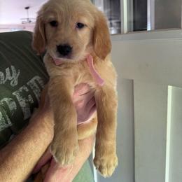 Pink Girl - Golden female Golden Retriever puppy in Piedmont, South Carolina from The Farm at Saluda Ridge