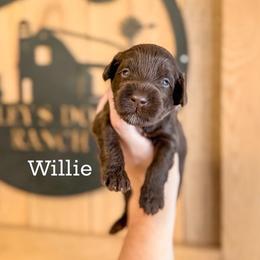 Boy 3 - Chocolate male Labradoodle puppy in Danville, Indiana from Marley’s Doodle Ranch