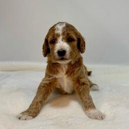 Papaya - Apricot female Goldendoodle puppy in Kenansville, North Carolina from J+A Family Doodles