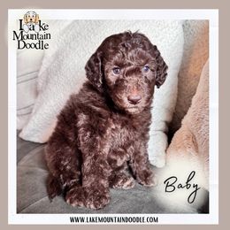 Baby - Chocolate male Double Doodle puppy in Eagle Mountain, Utah from Lake Mountain Doodle