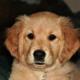 Golden Retriever Puppies from Firestorm Goldens