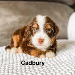 Cadbury - Brown and white male Bernedoodle puppy in Hudson, Indiana from TurkeyCreek-K9