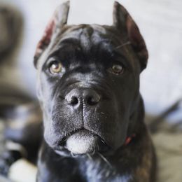 Cane Corso Puppies from Maestoso Cane Corso