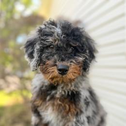Doc - Merle male Bernedoodle puppy in Highland, Utah from Angel Pups Deluxe