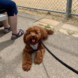 Goldendoodle and Poodle Puppies from French Creek Doodles