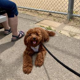 Goldendoodle and Poodle Puppies from French Creek Doodles