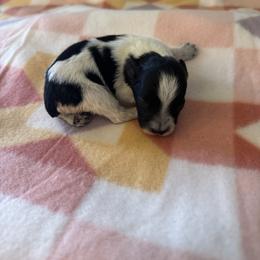 Red Girl - Parti female Miniature Schnauzer puppy in Oneonta, Alabama from Murphree Valley Kennels