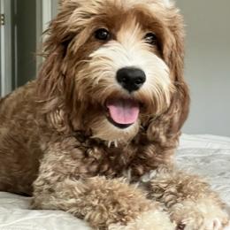Shelby - Goldendoodle