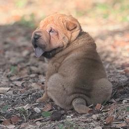 Palm - Fawn male Chinese Shar-Pei puppy in Lehigh Acres, Florida from Florida Wrinkles