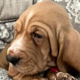 Basset Hound Puppies from Na