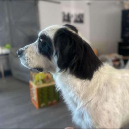 Khalessi - Colorado Mountain Dog