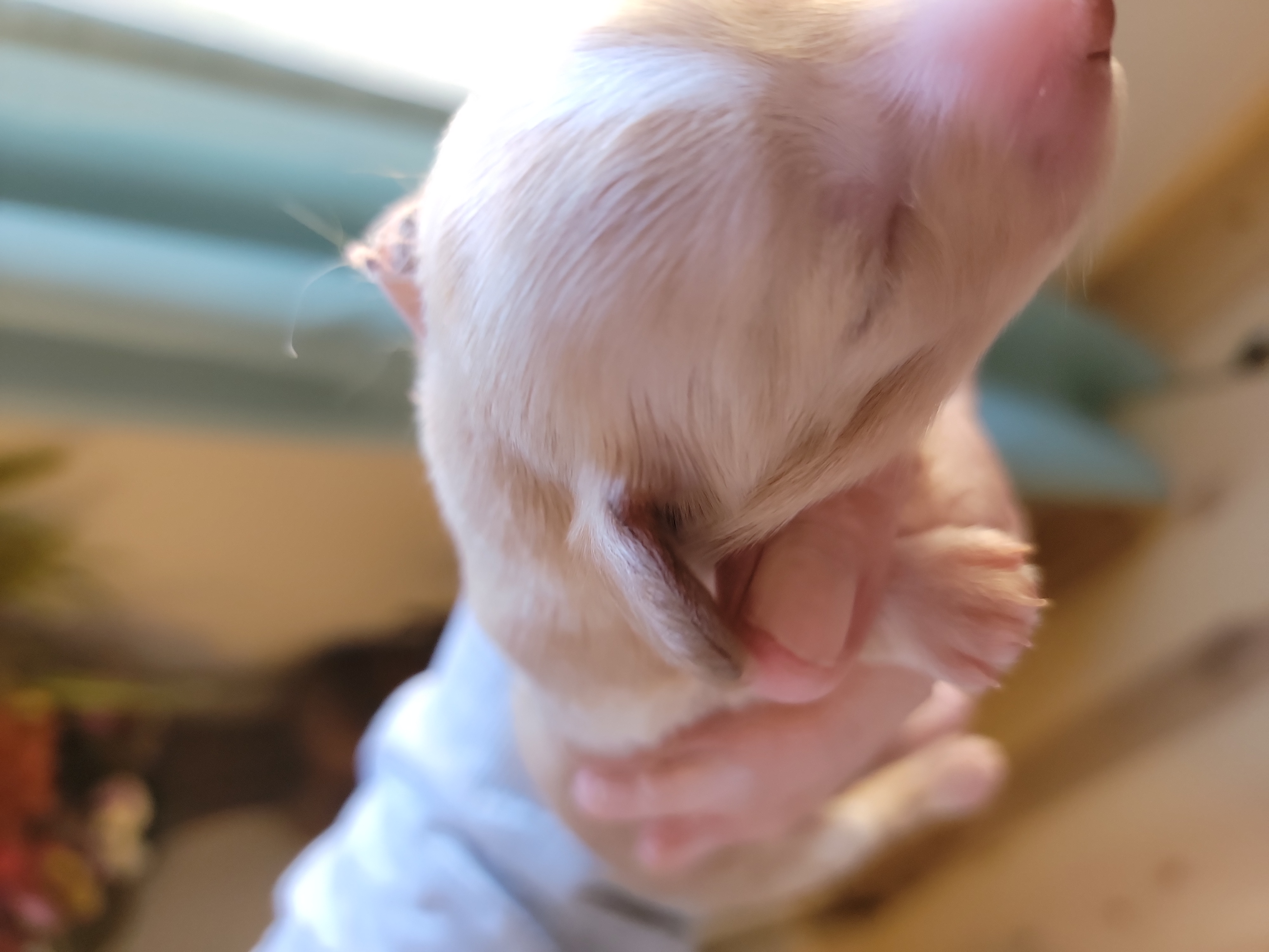 Dachshund Puppies from CLARK'S BREEDING PROGRAM