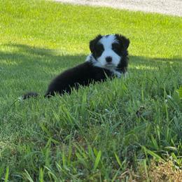 Roxi - Black and white female Border Collie puppy in Dorr, Michigan from Pineview Farm