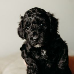 DJ - Black and white Cavapoo puppy in Arab, Alabama from ConkleDoodlePoos