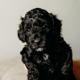 DJ - Black and white Cavapoo puppy in Arab, Alabama from ConkleDoodlePoos