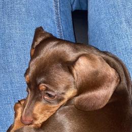 Dachshund and Miniature Schnauzer Puppies from The Bossy Doxie Farm