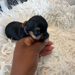 Daisy - Black and tan female Yorkshire Terrier puppy in Selden, New York from Alisha's Yorkshire Terriers