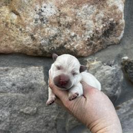 Zoe - Wheaten female Scottish Terrier puppy in Chattanooga, Tennessee from Oodles of Cuties!