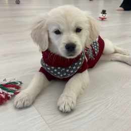 Golden Retriever Puppies from Goldens of Hope