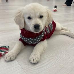 Golden Retriever Puppies from Goldens of Hope