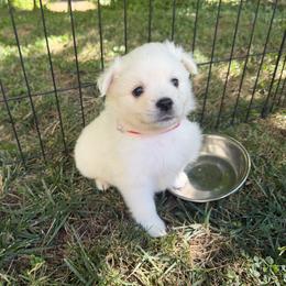 Charlotte - White female American Eskimo Dog puppy in Placerville, California from White Gypsy Ranch