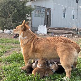 Cora - Pembroke Welsh Corgi