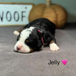 Jelly - Tri-color female Bernedoodle puppy in El Campo, Texas from Little Fur Friends Bernedoodles
