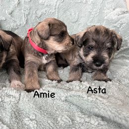 Miniature Schnauzer Puppies from Happy Schnauzer