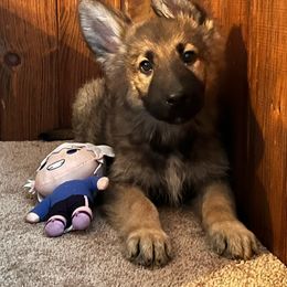 Male #4 - Sable German Shepherd puppy in Salisbury Ctr, New York from Harris German Shepherds