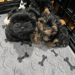 Yorkshire Terrier Puppies from Redwood Puppies
