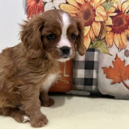 Hardy - Ruby male Cavalier King Charles Spaniel puppy in Shipshewana, Indiana from Shelli's Puppies