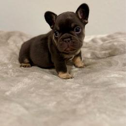 Gus - Tricolors male French Bulldog puppy in Neosho, Missouri from K2S Frenchies