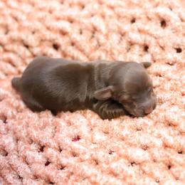 Oslo - Red male Dachshund puppy in Eaton, Ohio from Miniature Alphas Dachshunds