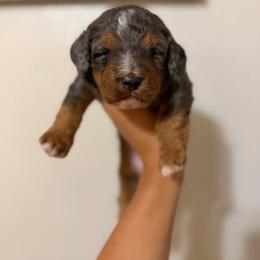 Jill - Merle female Bernedoodle puppy in Ocala, Florida from Bernedoodles of Florida