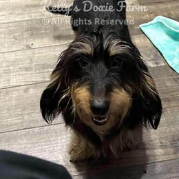 Freda - Dachshund
